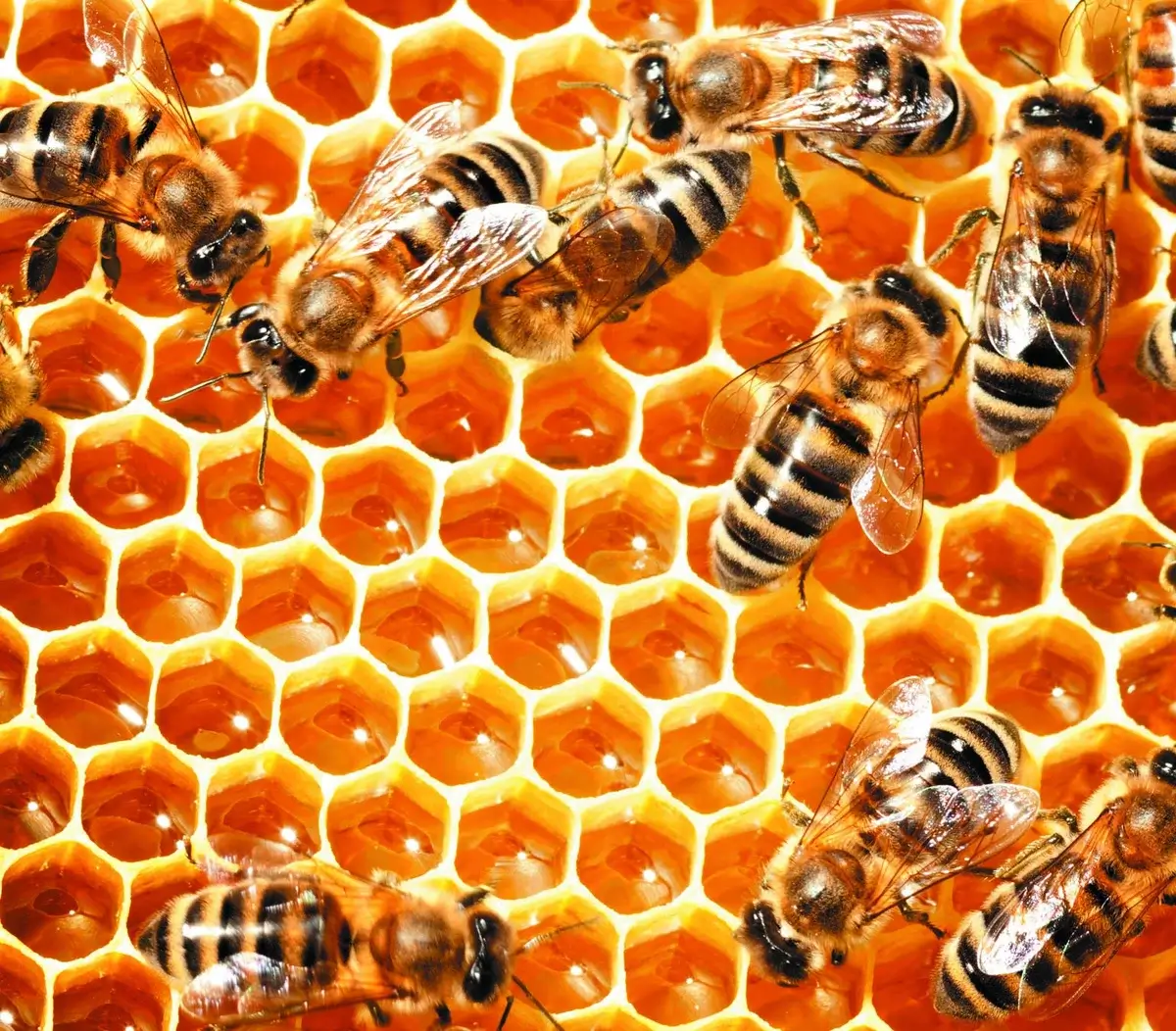 Doğanın Mucizesi Propolis ve Sağlık Üzerindeki Etkileri