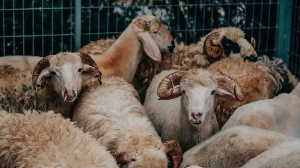 6-Haziran-2025-kurban-bayrami-kurbalik-koyunlar