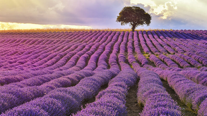 Lavanta Yağının Bilinmeyen Gücünü Keşfedin